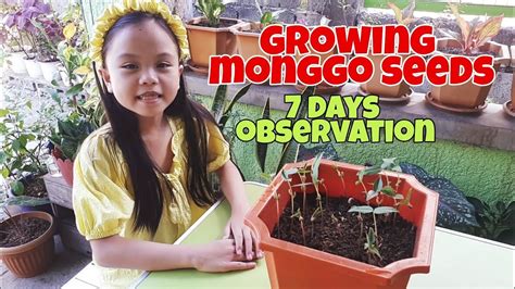 How to Plant Monggo Seeds .